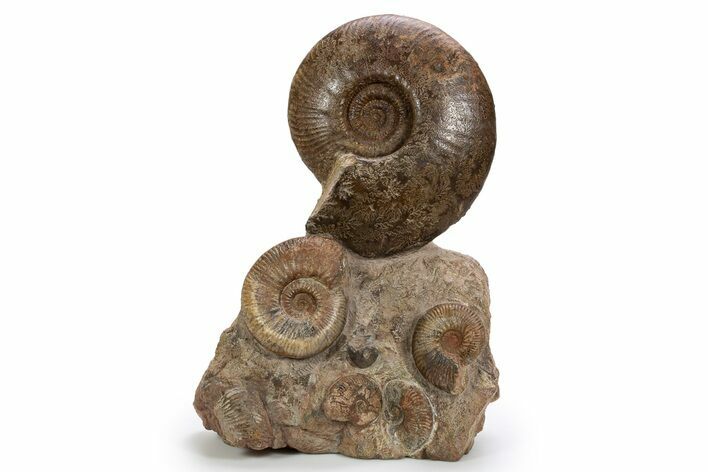 Tall, Jurassic Ammonite (Hammatoceras) Display - France #301634